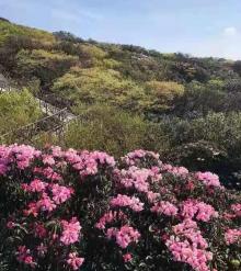 金佛山北坡景区8