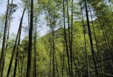茶山竹海8