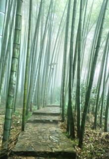 茶山竹海1