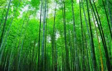 茶山竹海14
