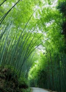 茶山竹海7
