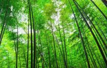 茶山竹海15