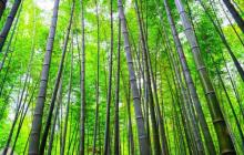 茶山竹海12