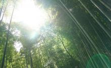 茶山竹海2