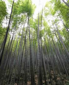 茶山竹海16