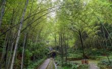 茶山竹海6