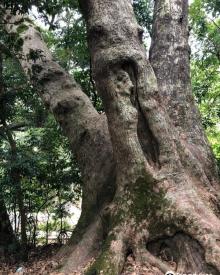 Fung Shi Woodlands (lai Chi Wo)1