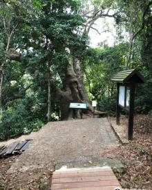 Fung Shi Woodlands (lai Chi Wo)4