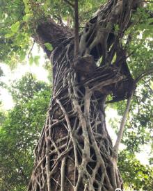 Fung Shi Woodlands (lai Chi Wo)7