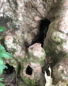 Fung Shi Woodlands (lai Chi Wo)6