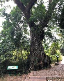 Fung Shi Woodlands (lai Chi Wo)5