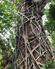 Fung Shi Woodlands (lai Chi Wo)3