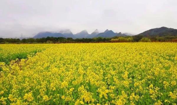 坳头村油菜花基地