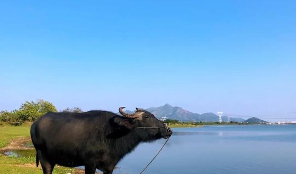 白坑湖