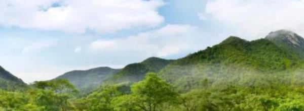 茶山