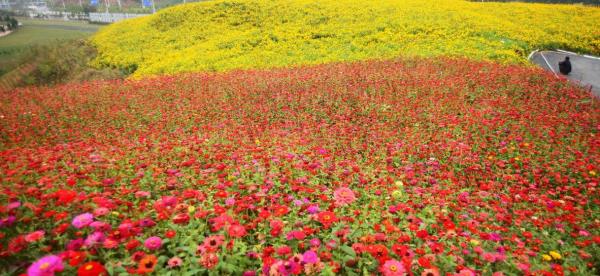 湖南长鹿花海广场