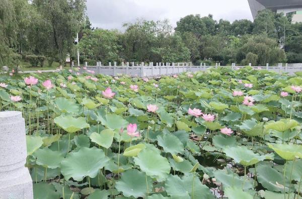 无为公园