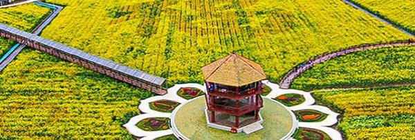 冷杉小密花海影视基地