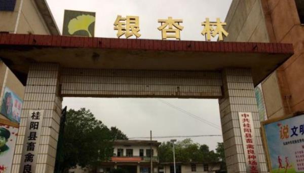桂阳茶场银杏林