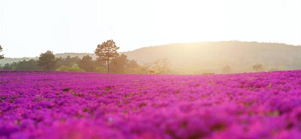 芝樱小镇