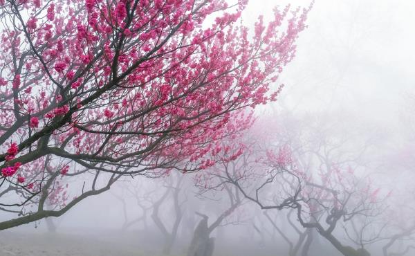 仙境花海