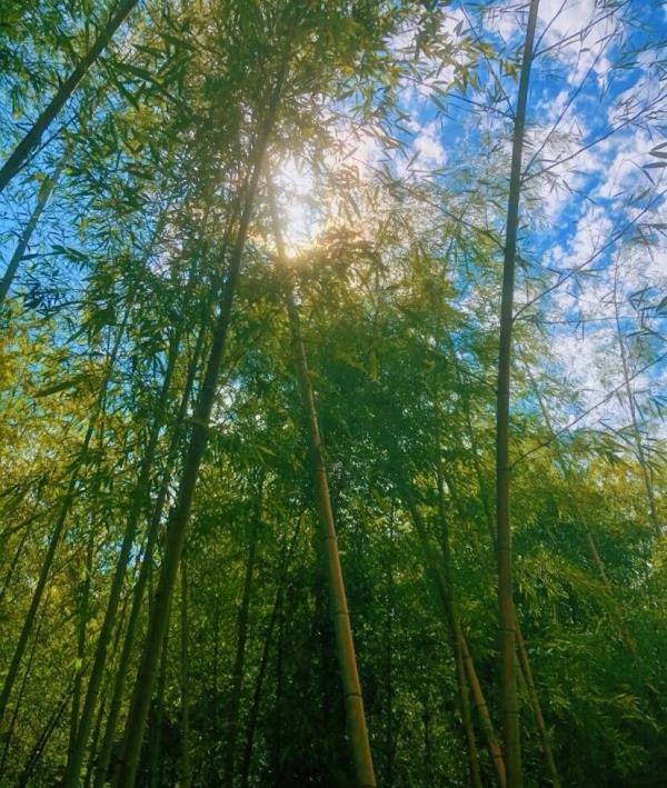 荆山竹海