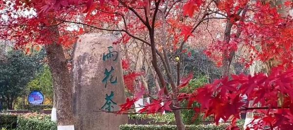 雨花茶文化区