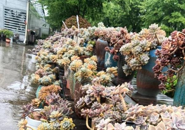 南京多肉植物园