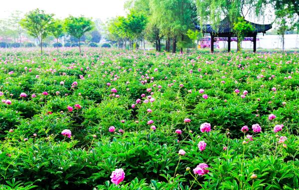 扬州芍药园