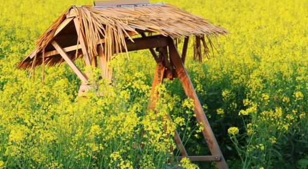 张圩油菜花海
