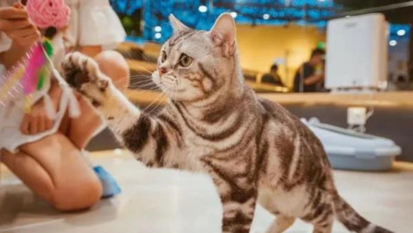猫咪博物馆（弘阳广场店）