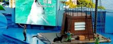 海豚剧场5