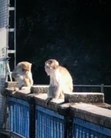 金山郊野公园22