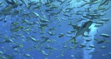 浪涛水族馆1