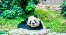 澳门大熊猫馆3
