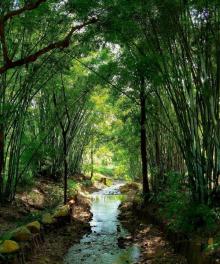 Wen-Xin Forest Park12