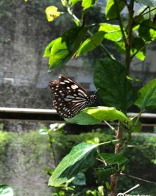 Mu Sheng Insect Museum2