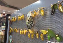Mu Sheng Insect Museum3