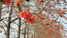 木棉花道1