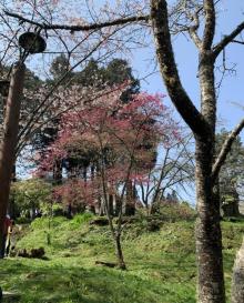 阿里山国家风景区29