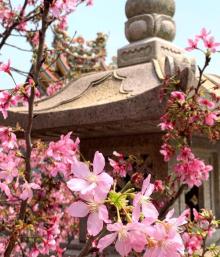 竹林山寺公园25