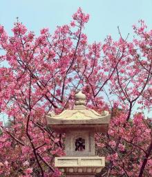 竹林山寺公园21