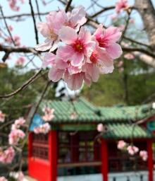竹林山寺公园3