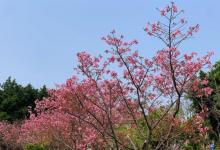 竹林山寺公园18