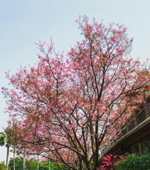 竹林山寺公园16