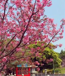 竹林山寺公园5