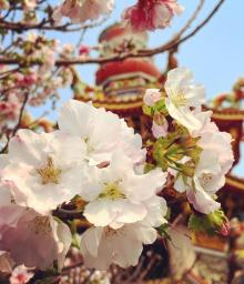 竹林山寺公园19