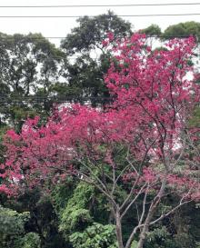 沪尾樱花大道4