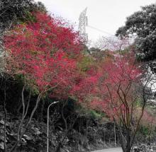 沪尾樱花大道6