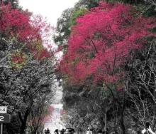 沪尾樱花大道8